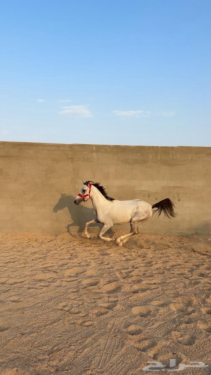 Pure popular horse.64097044234242113