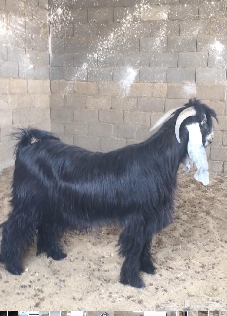 فحل عارضي صنف فاخر64120506237441112
