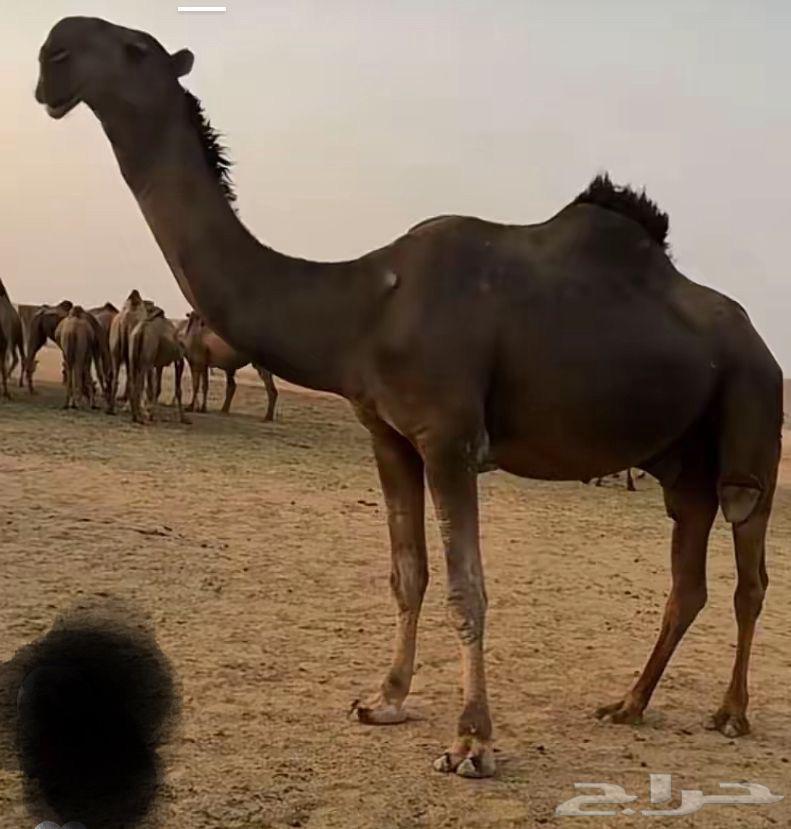 قعود للبيع64119654248193111