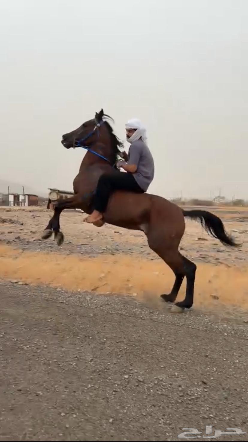 Jaziri Tail Horse64116736462849113