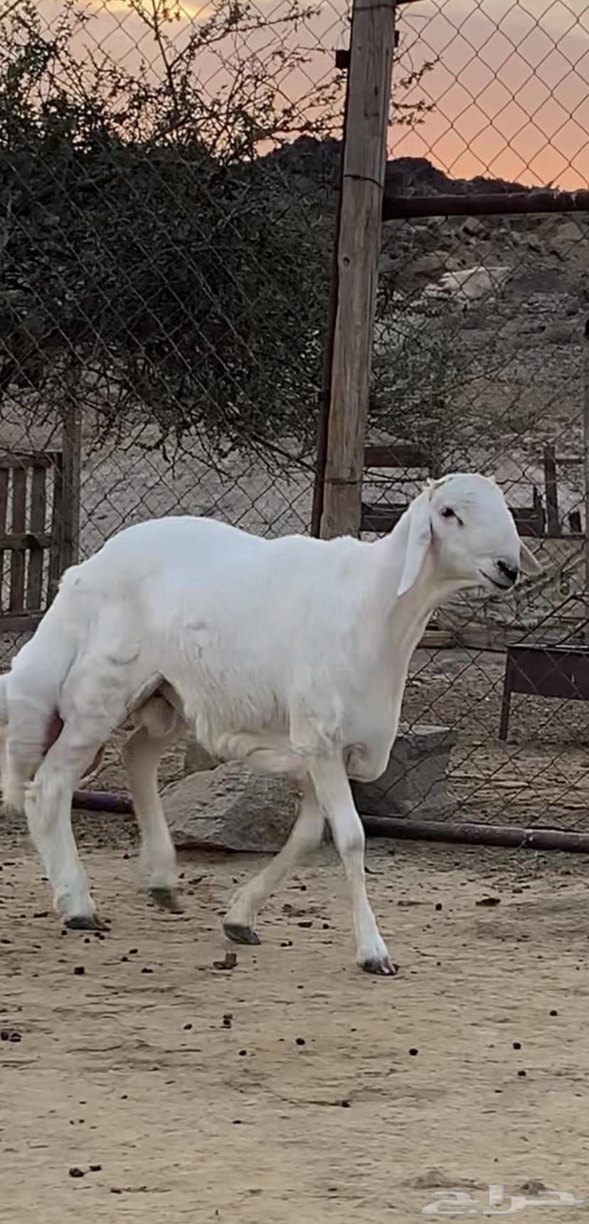 TSE ram breeding project from Shahrane sheep breed64119556571650113