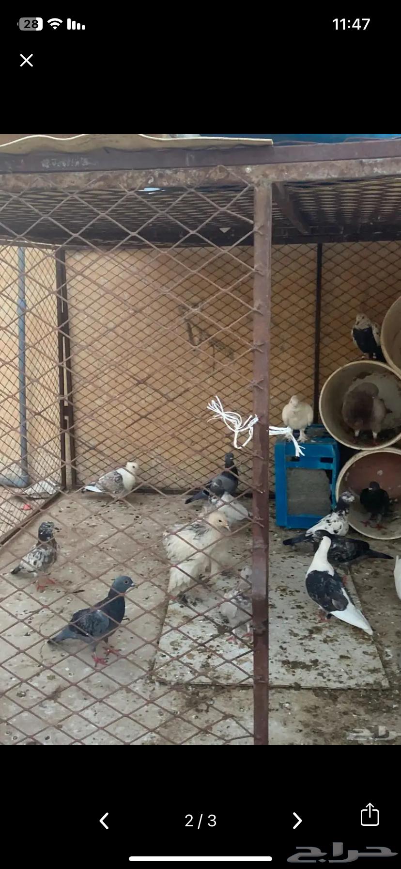 Pigeons for sale, wholesale only, no singles, some passports excluded from sale64121148881666111