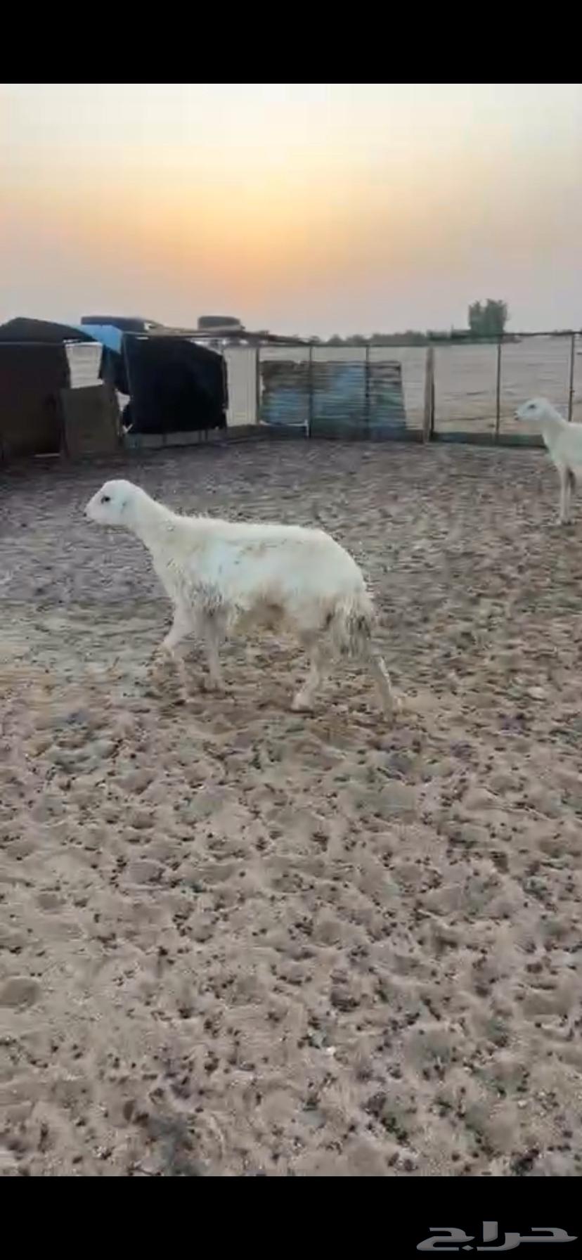 For sale, a female camel with good offspring64111691711363113