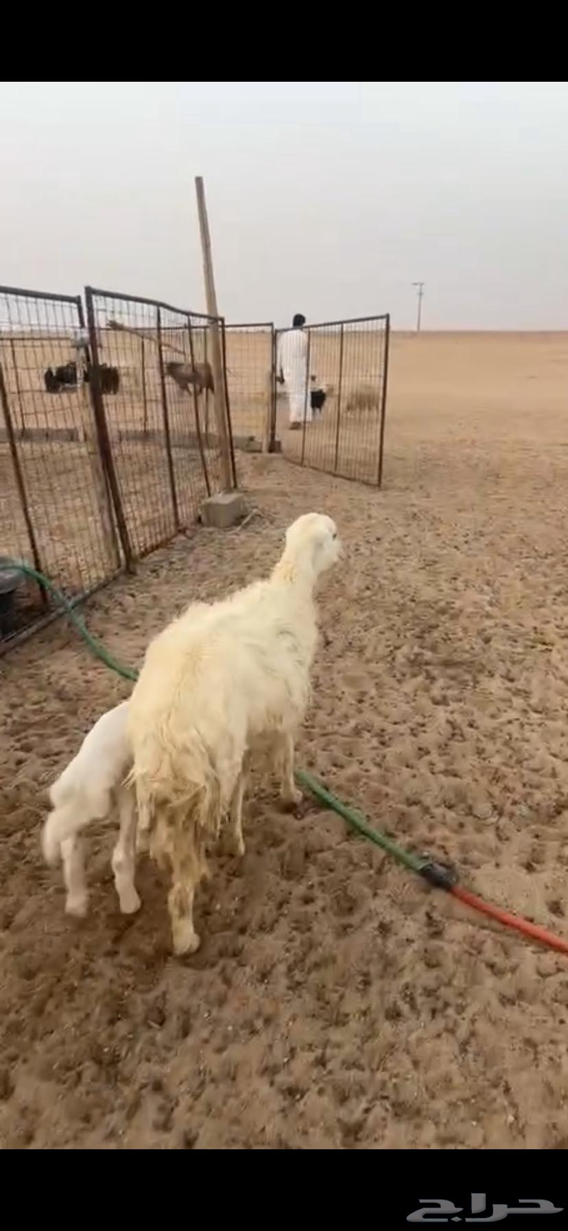 For sale, a female camel with good offspring64111691711363112