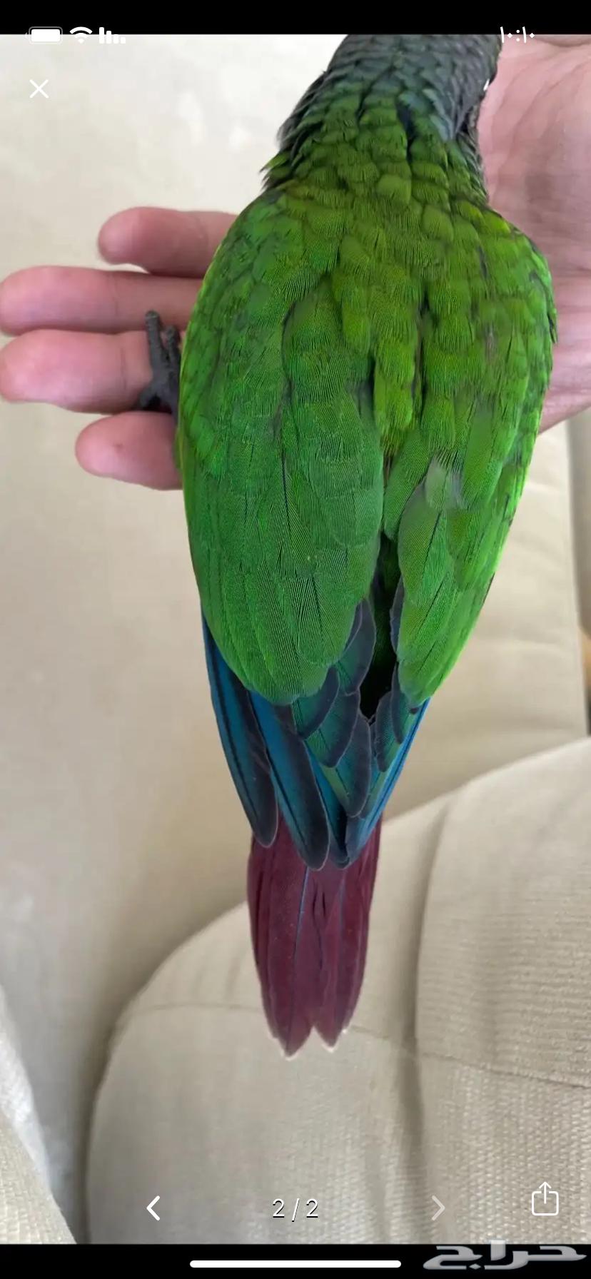 Conure with External Crest64098352141443113