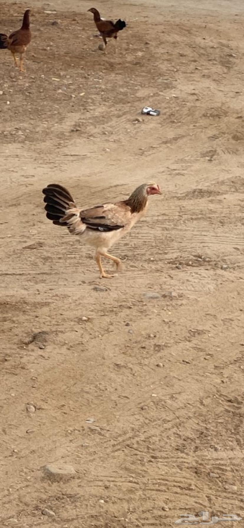 Rooster and hen for sale, highest bidder gets it, God bless64117622776195110