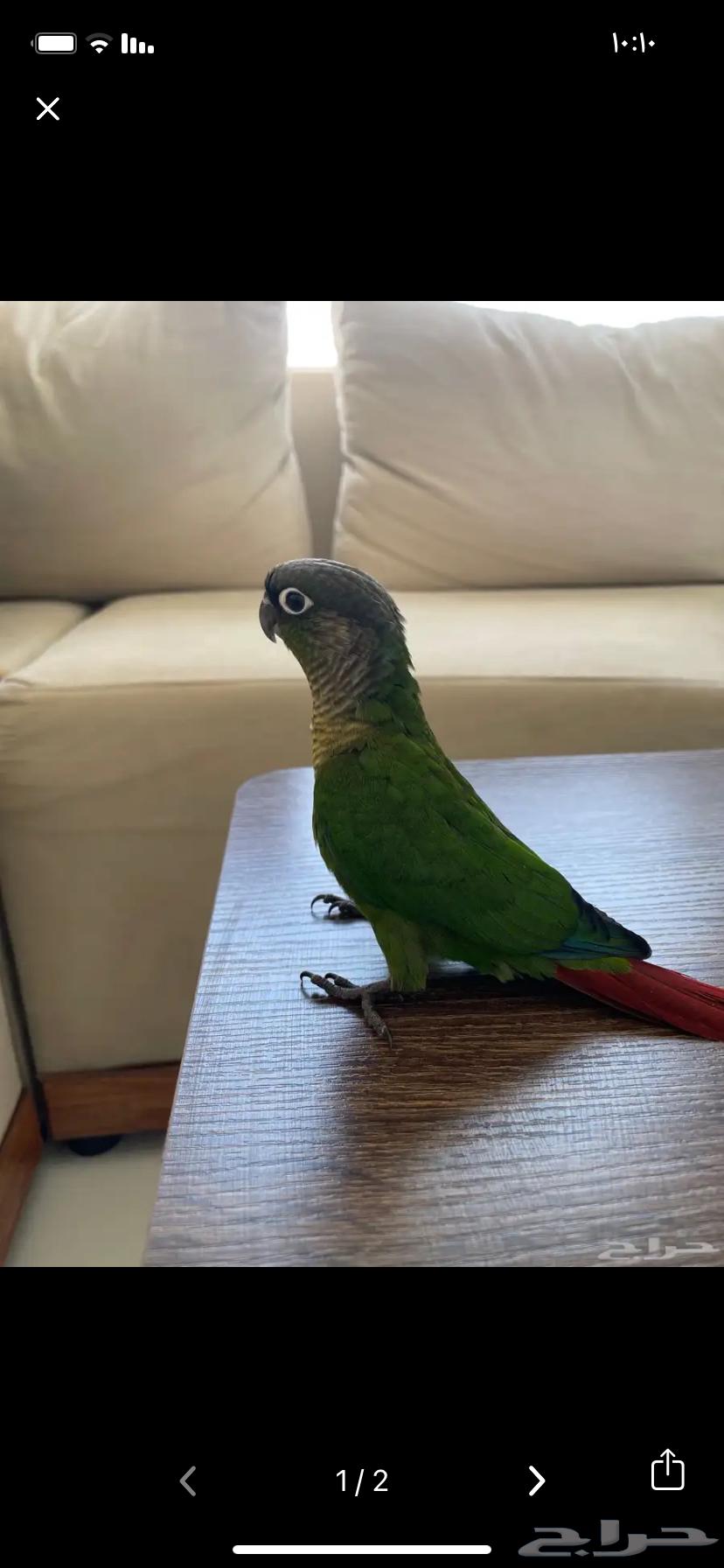 Conure with External Crest64098352141443112