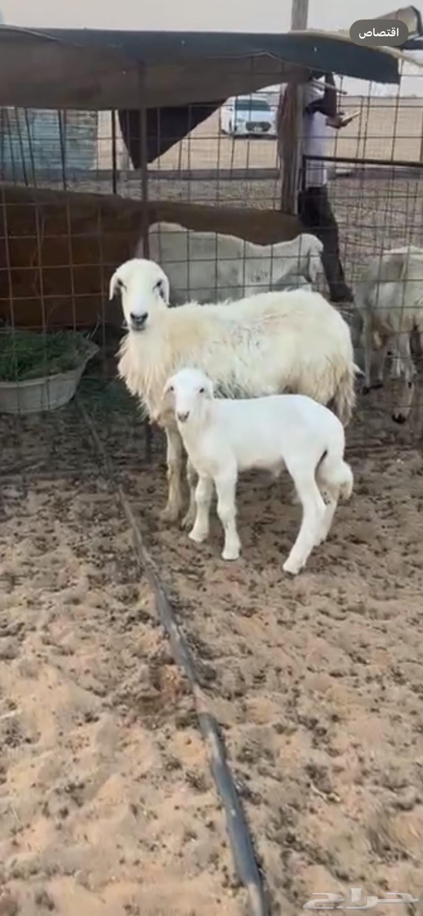 For sale, a female camel with good offspring64111691711363110