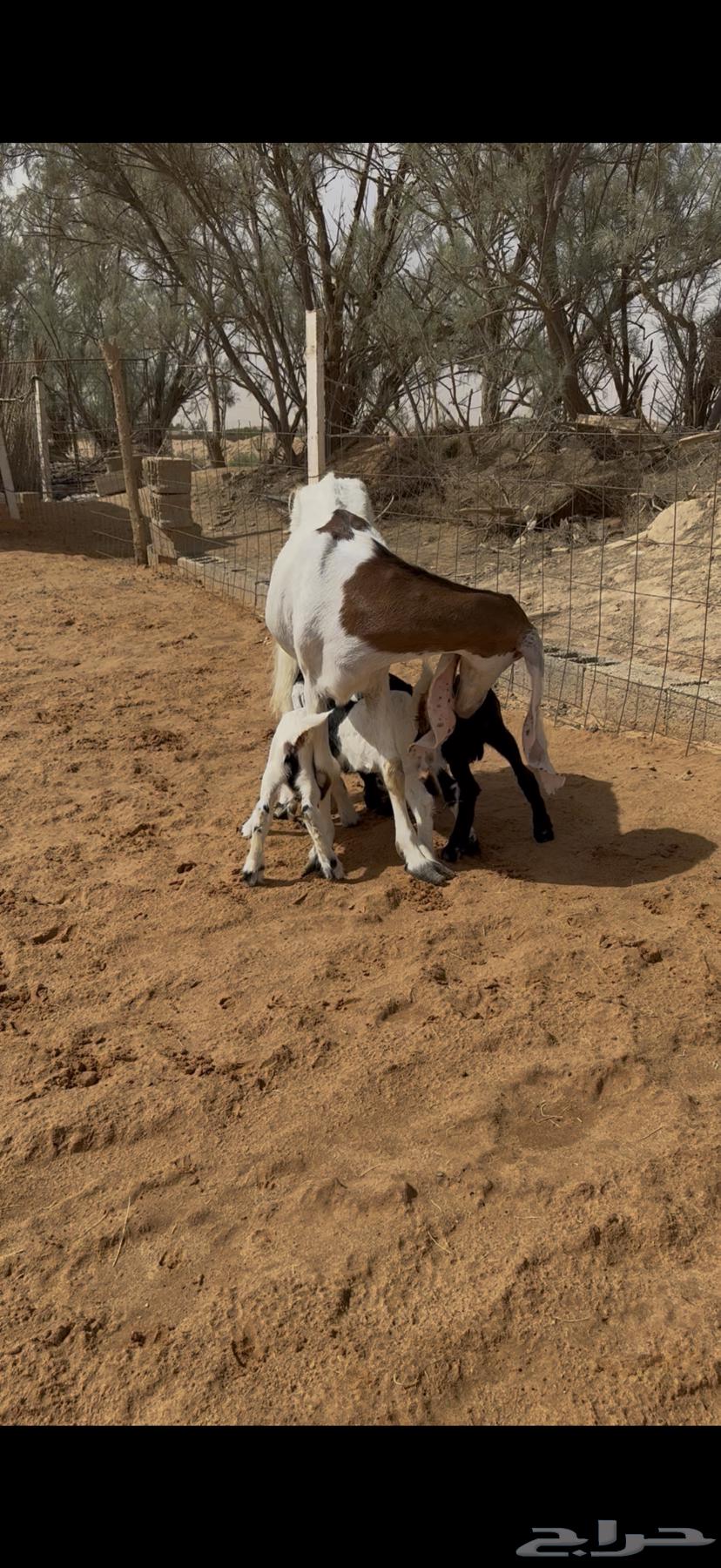 عنز فاخره معها 3 وجدل64103347597314110
