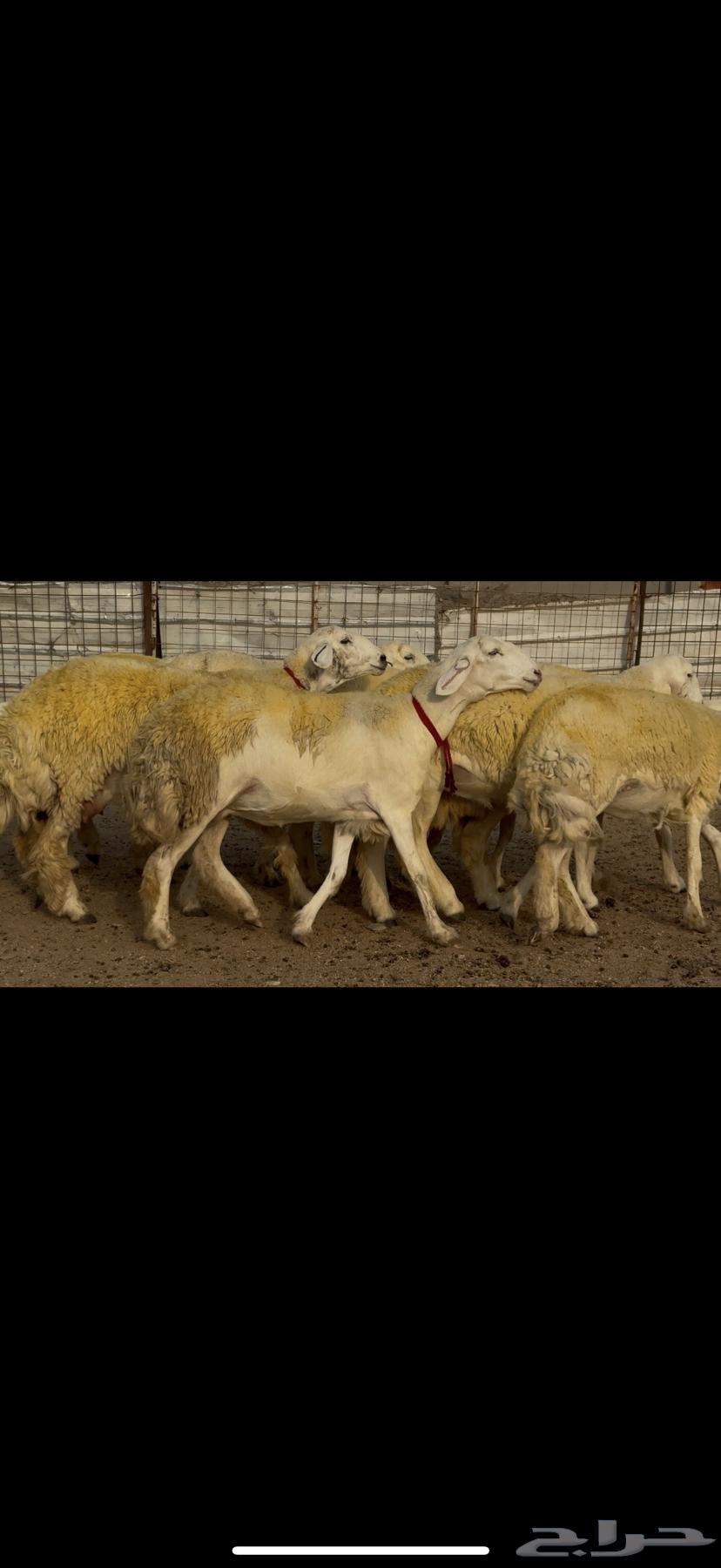 Rakhals Harith Al-Harish Nawaadir breed for sale64117991053698112