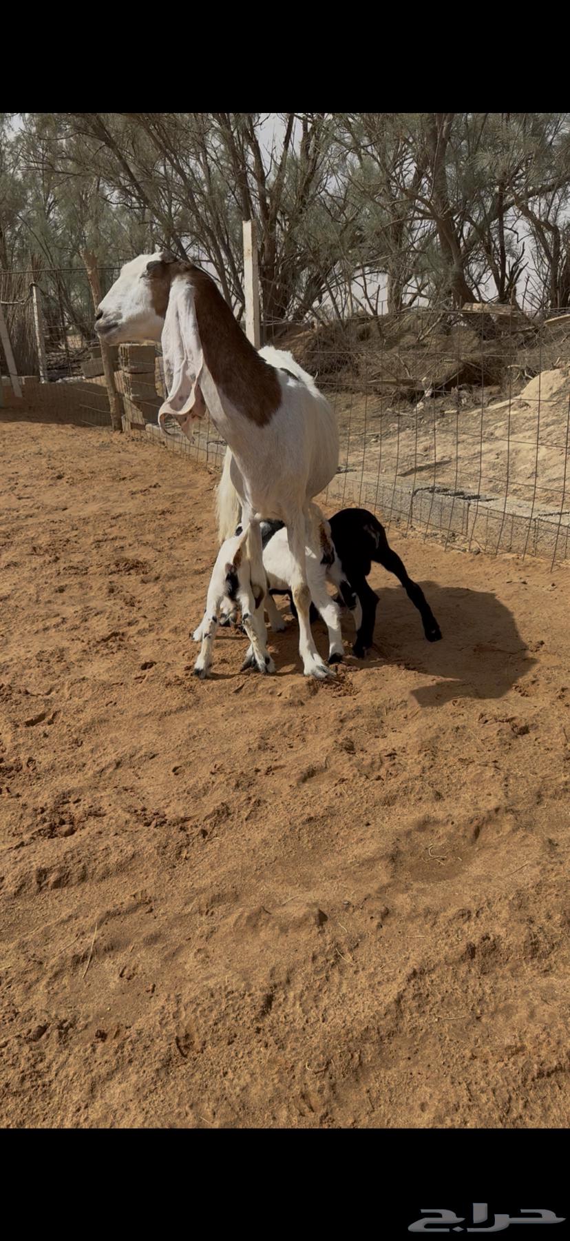 عنز فاخره معها 3 وجدل64103347597314111