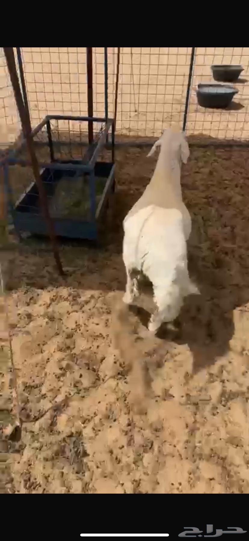 للبيع طلي مقفل شحم64105082691970113