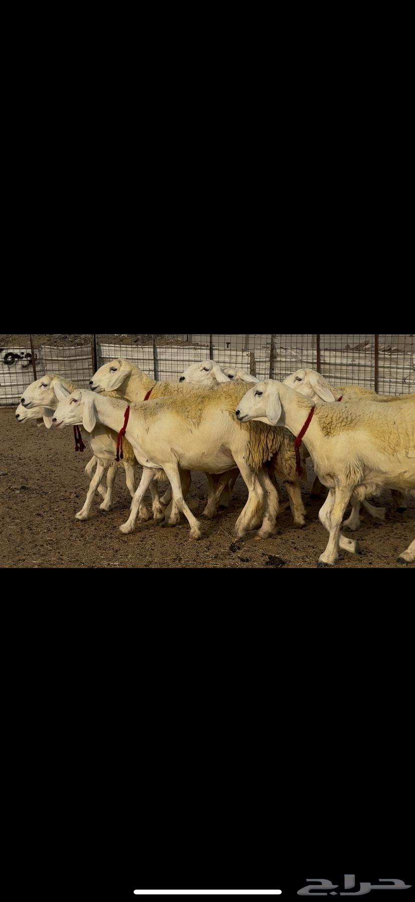 Rakhals Harith Al-Harish Nawaadir breed for sale64117991053698114
