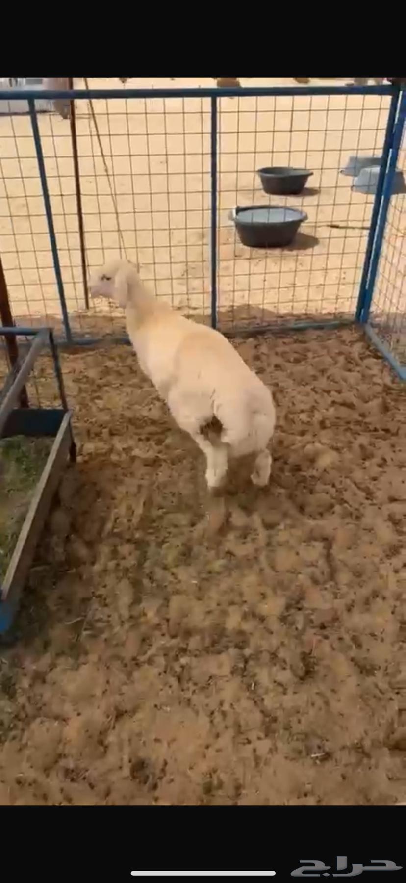 للبيع طلي مقفل شحم64105082691970111