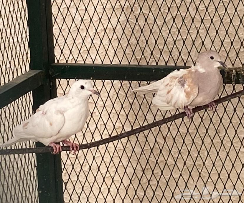 حمام كريم للبيع64102186362113111