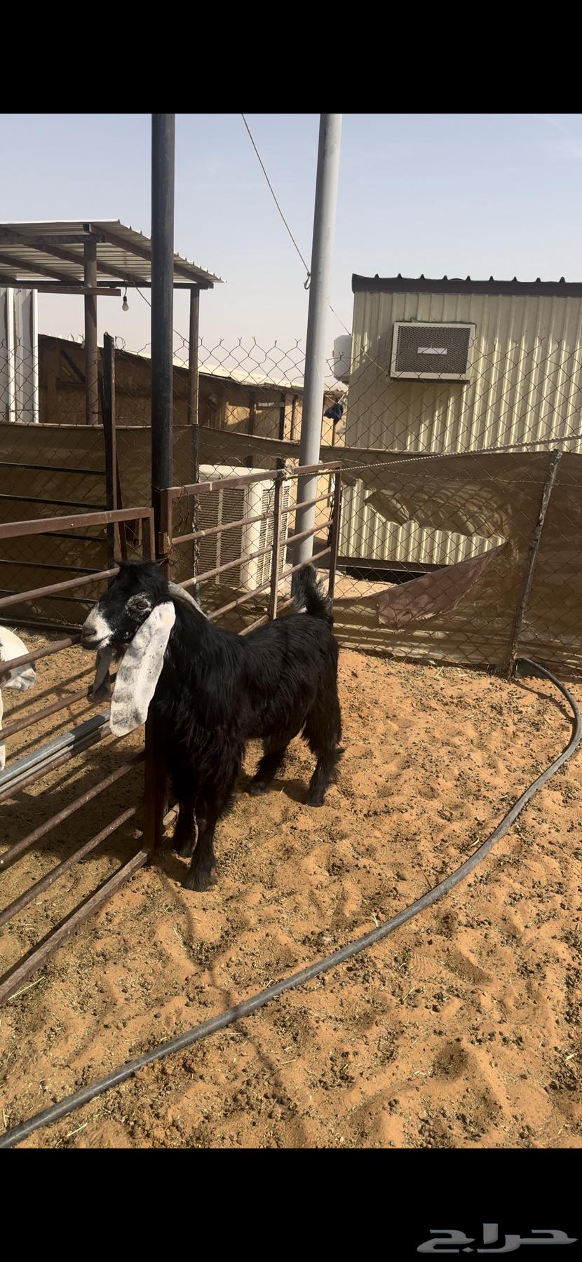 Selling a young male goat, project stud ram64102372112643112