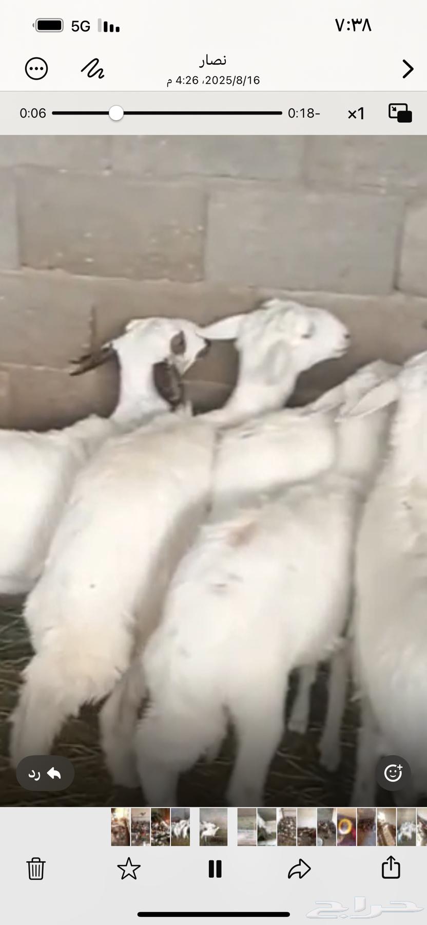 رخال للبيع64128444828419112