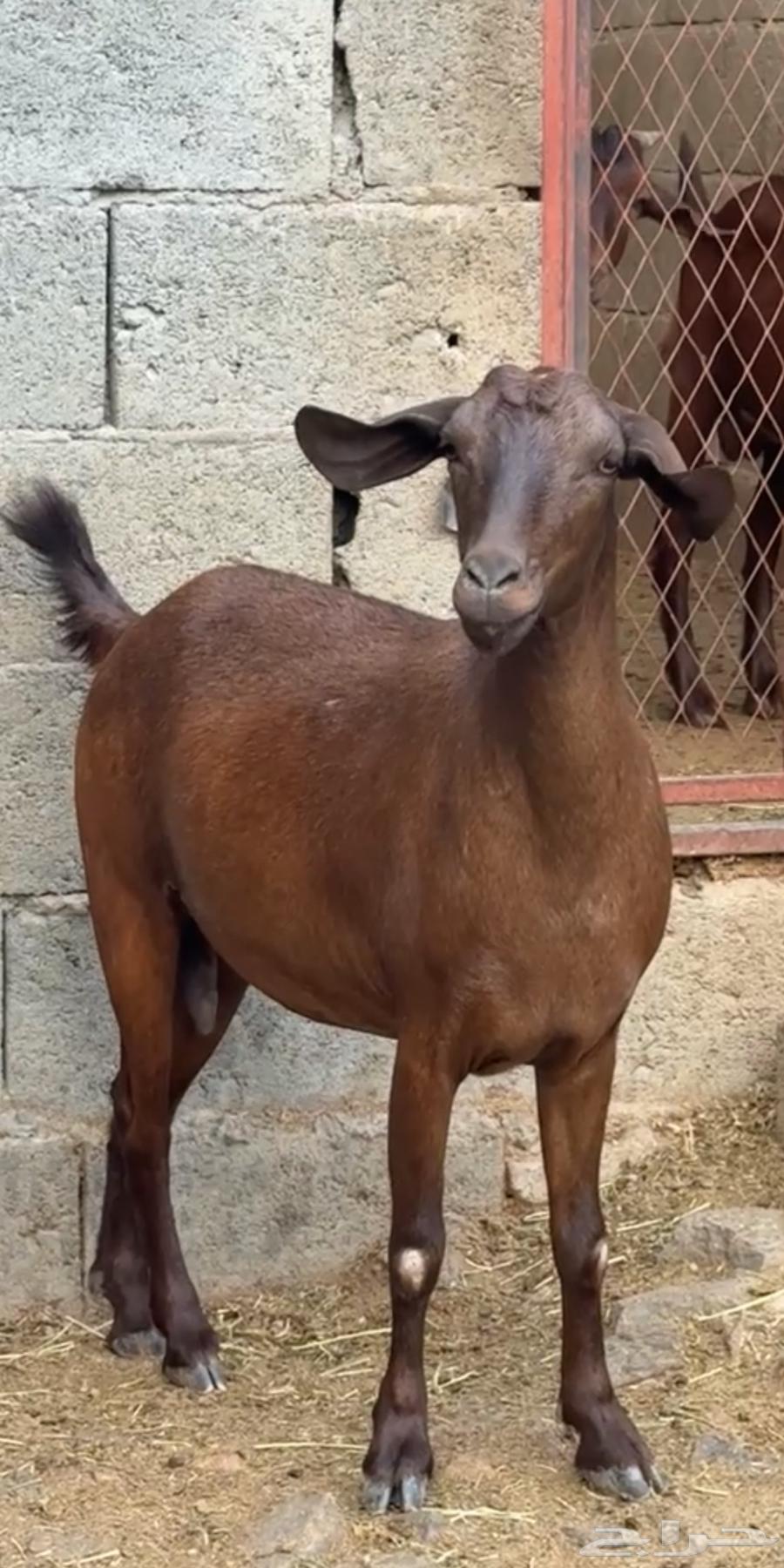 Two Rams for Sale64114206056833113