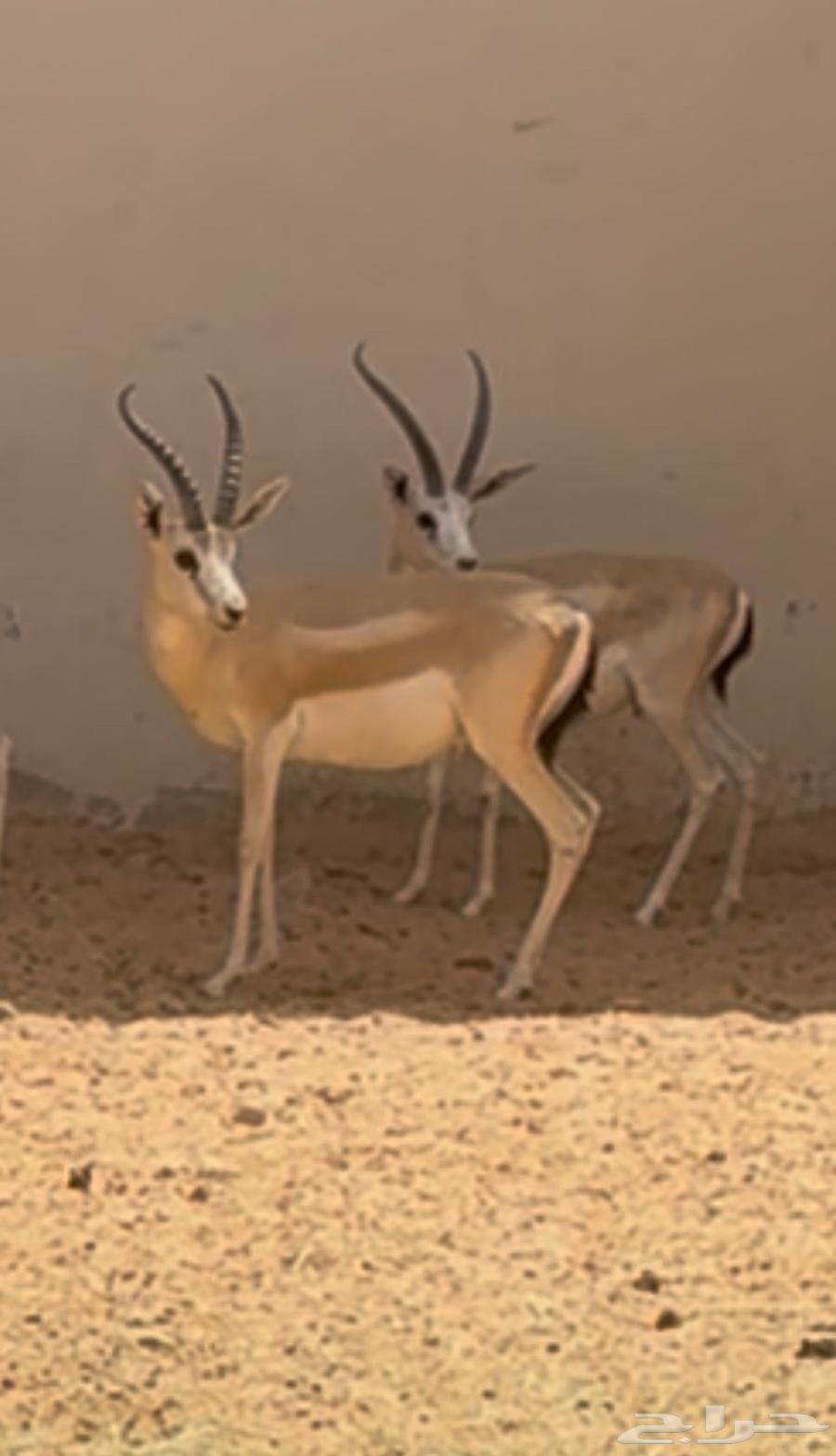 ريم عربي منتج64106540252035110
