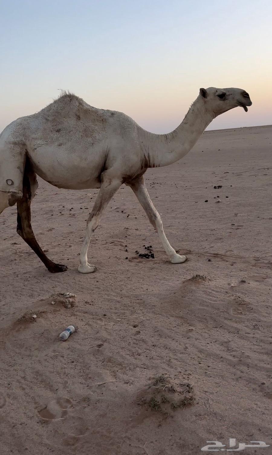 Al-Wadha Al-Qiya64118520314115112