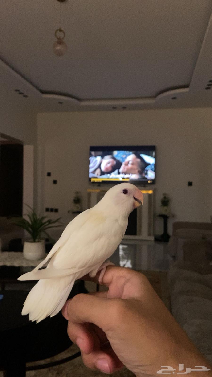 Bird of the Day64129221557251110