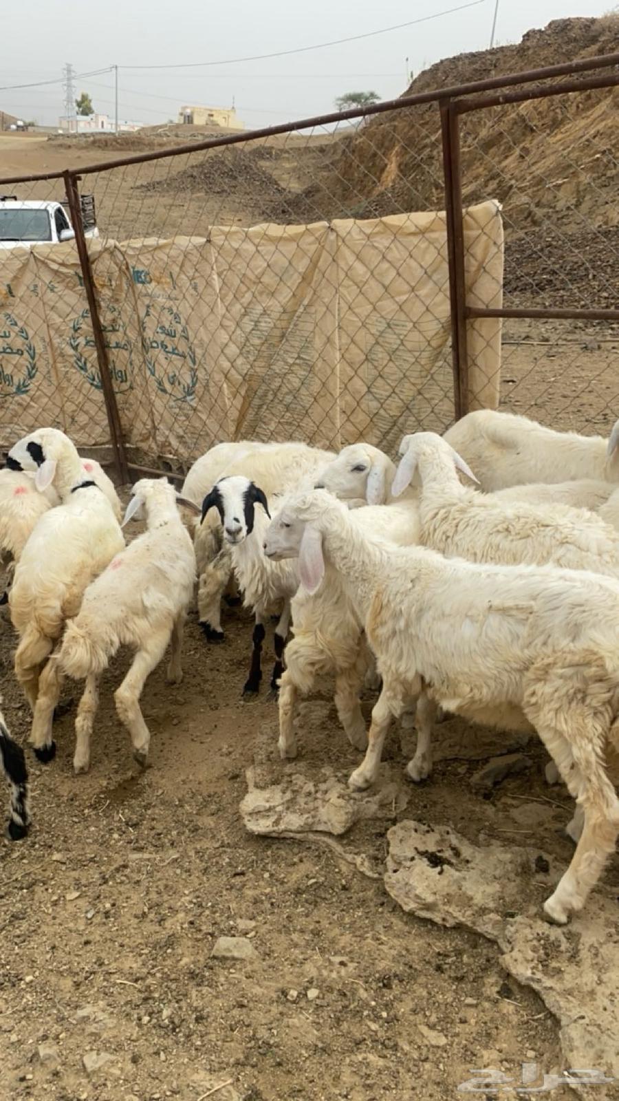 رخال حريات وطليان64141920848771111