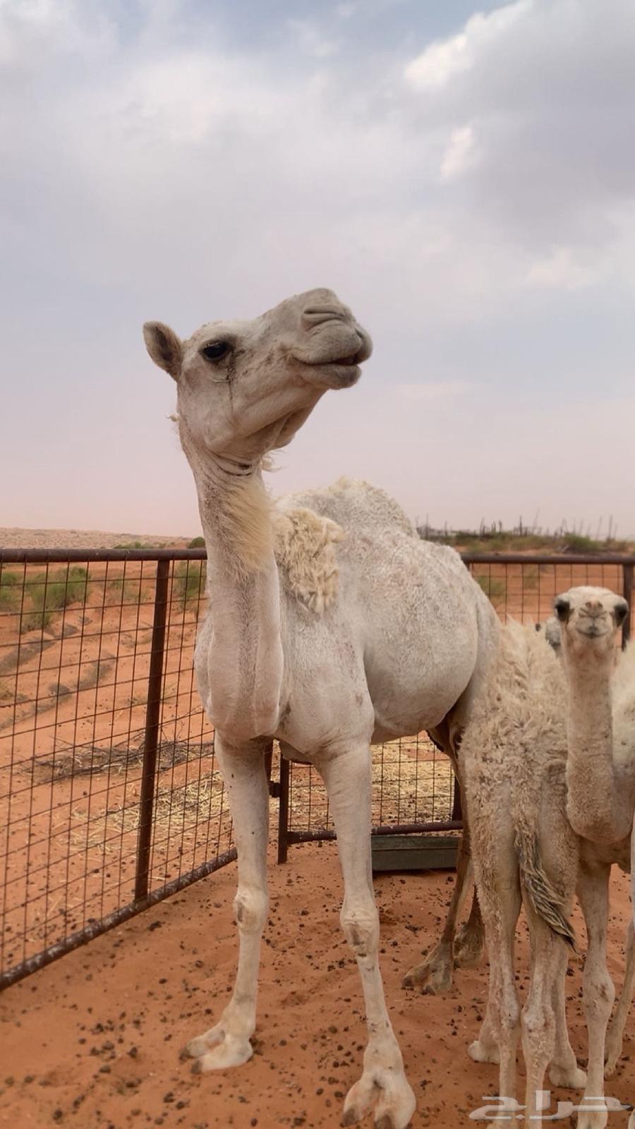 For sale, a virgin young she-camel, well-bred64141534613634114