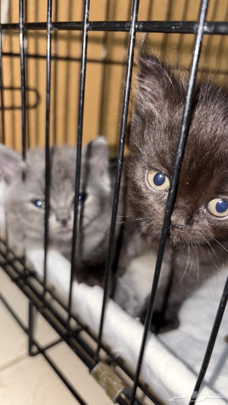 Kittens for sale64141531562241111