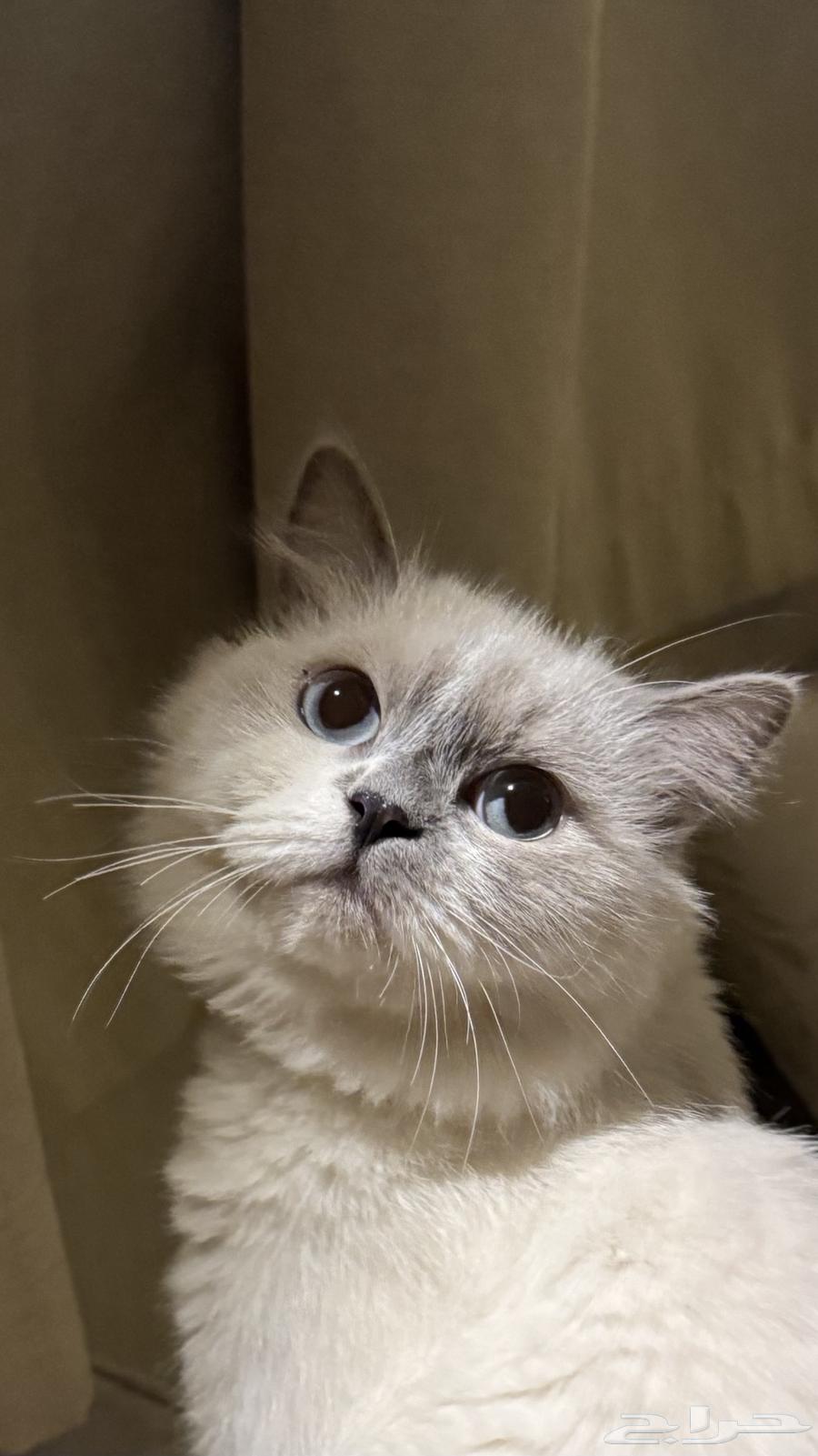 Himalayan female cat for sale64141914941059112