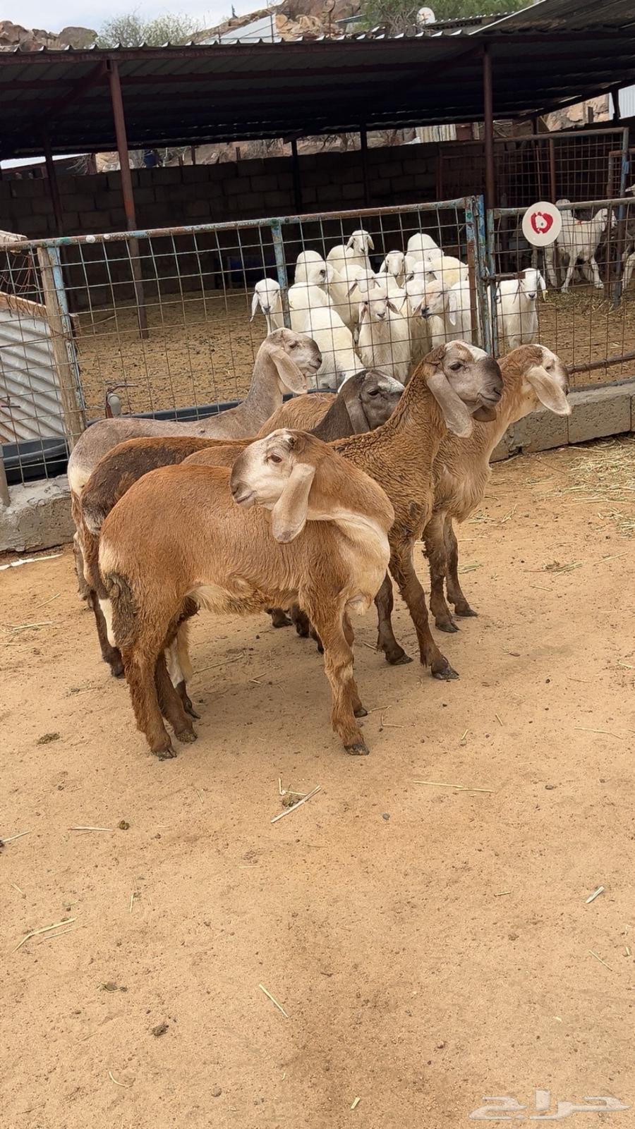 Selling Suakin donkeys64145231031043111