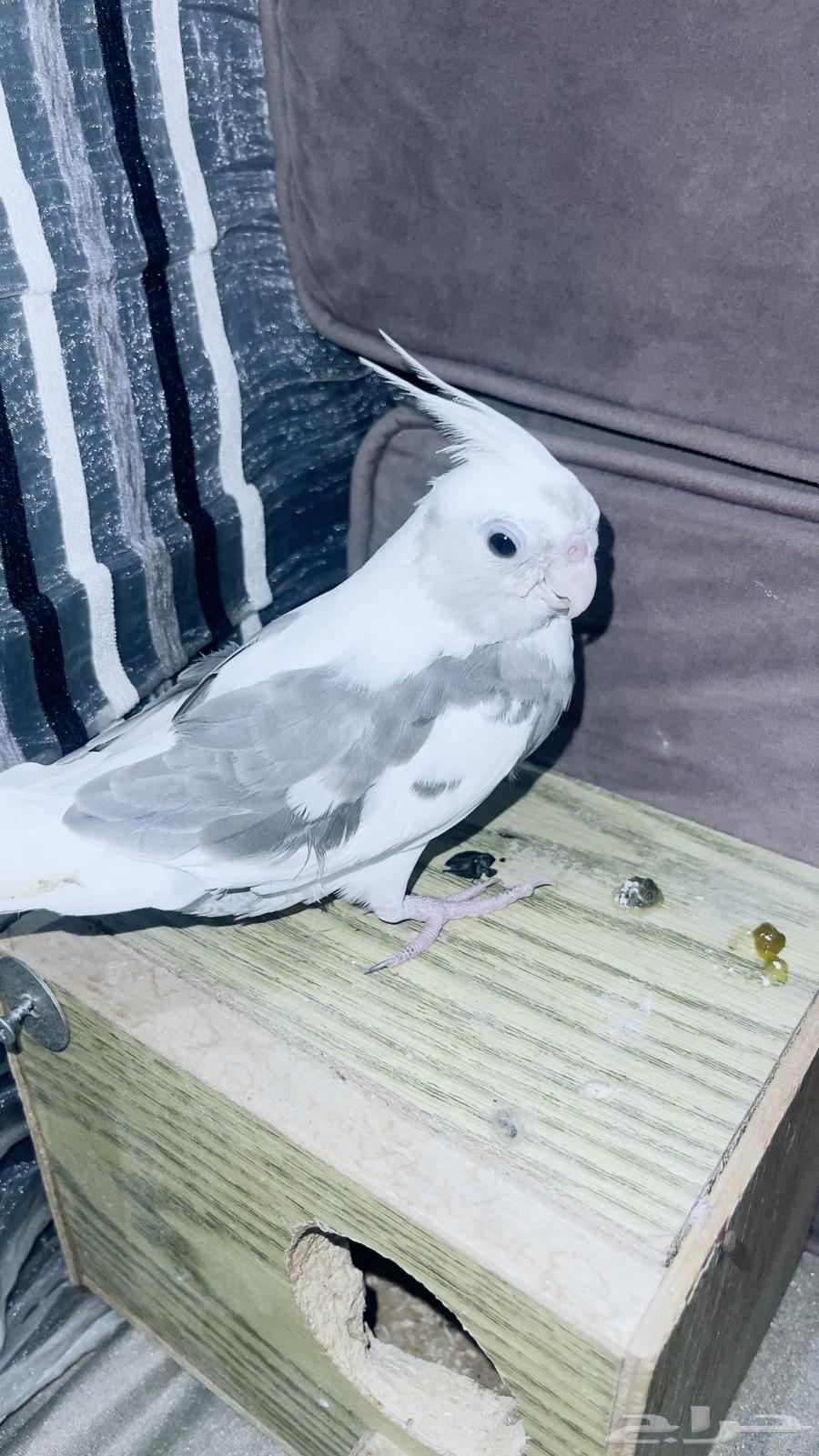 Crowne Pigeon for Sale64127003579395110