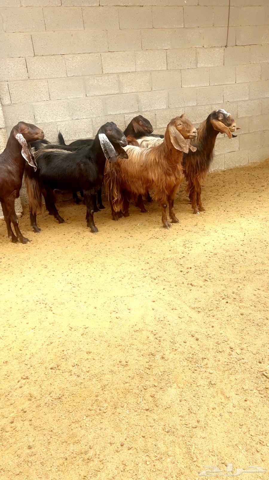 (Sold) Cypriot goats of a certain breed64141537330561113