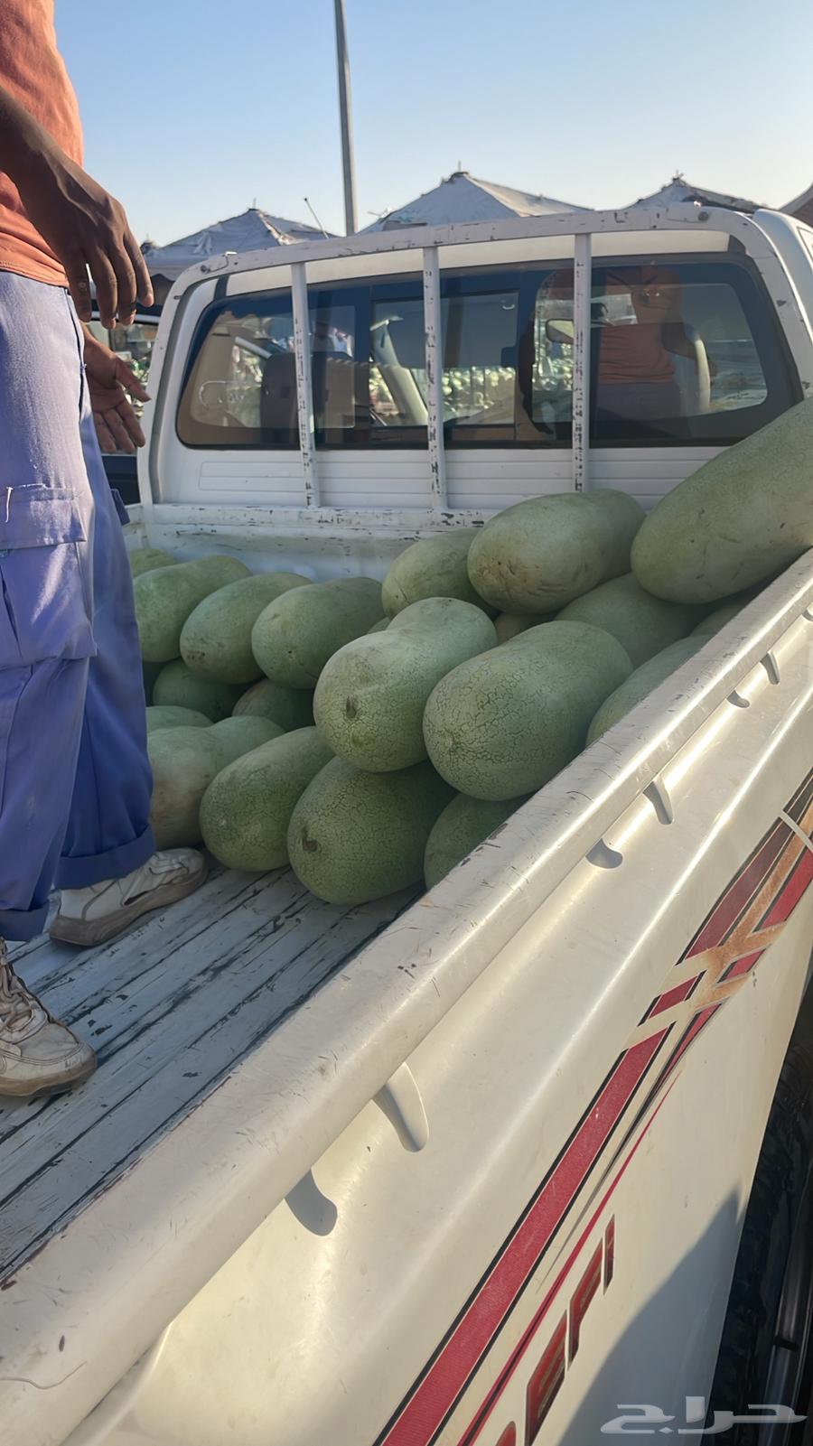 Al-Jouf from Al-Qassim vegetable market64141933162626111