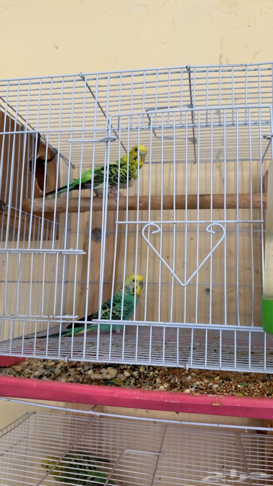 Budgie pairs for sale64129417878530110
