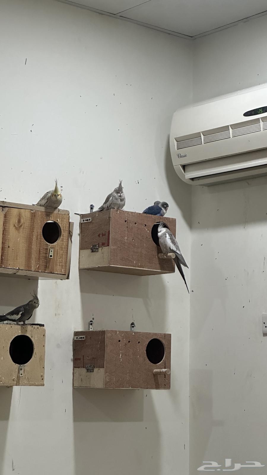 Birds for sale64141933084419113