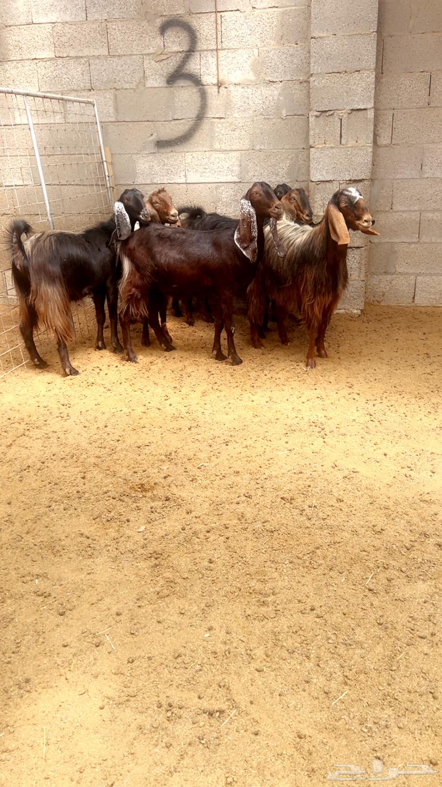 (Sold) Cypriot goats of a certain breed64141537330561111