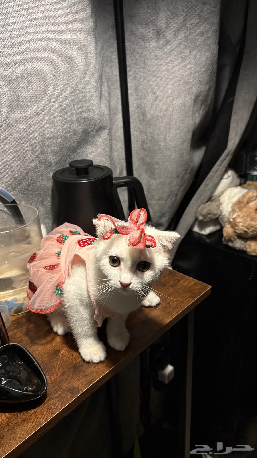 Scottish Fold Cats64124654001665111