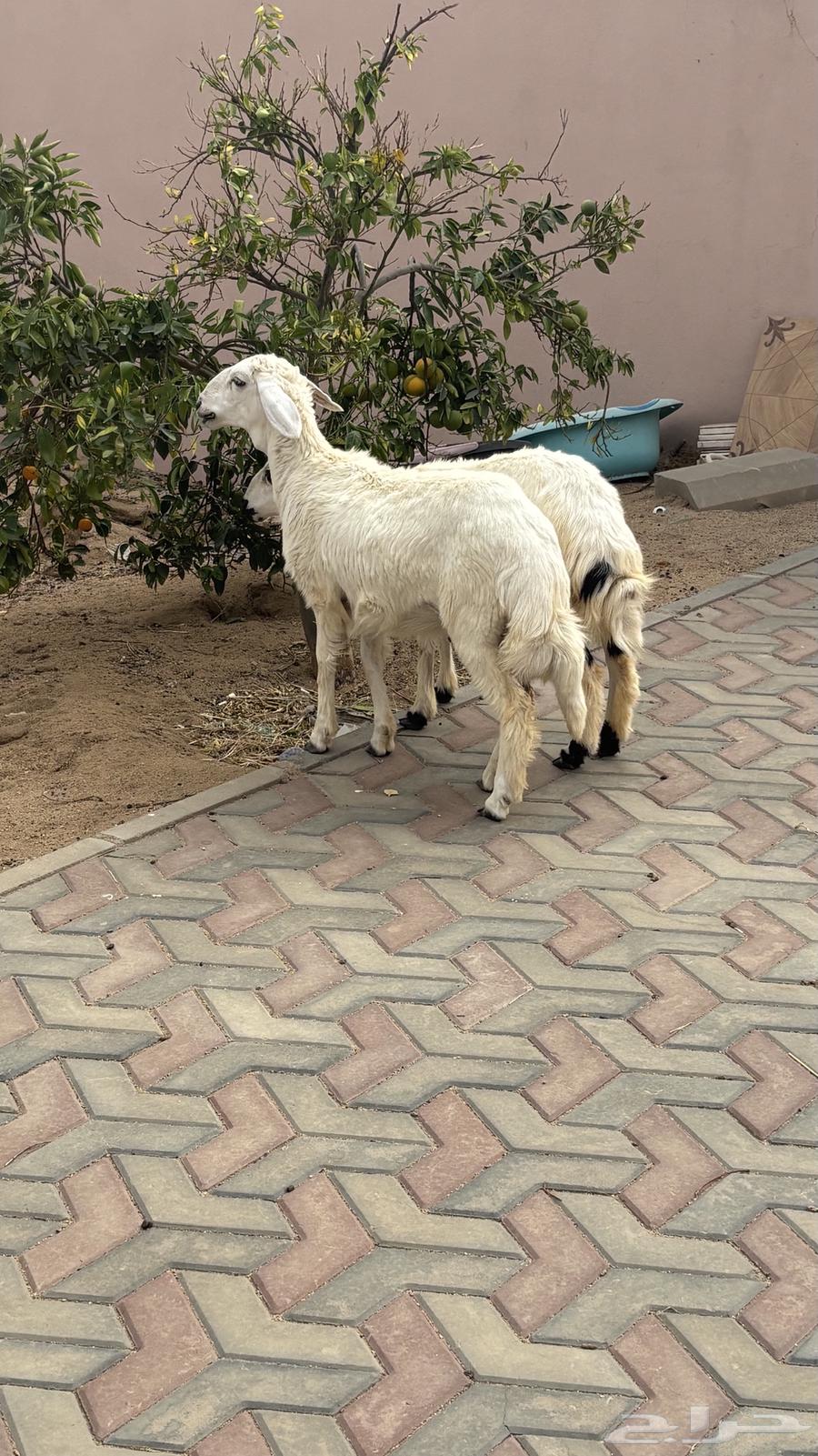 Two camels for sale, excellent64141544128769114