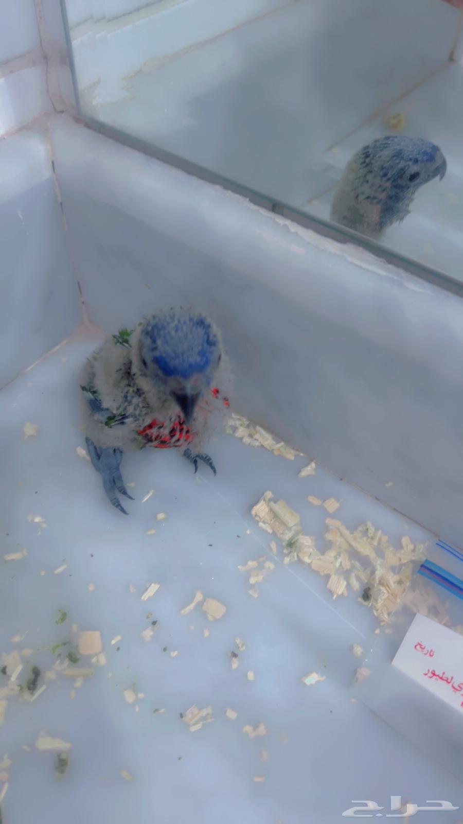 Outstanding Lorikeet Swan Baby64129988035075110