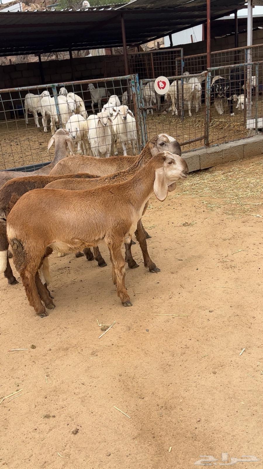 Selling Suakin donkeys64145231031043112