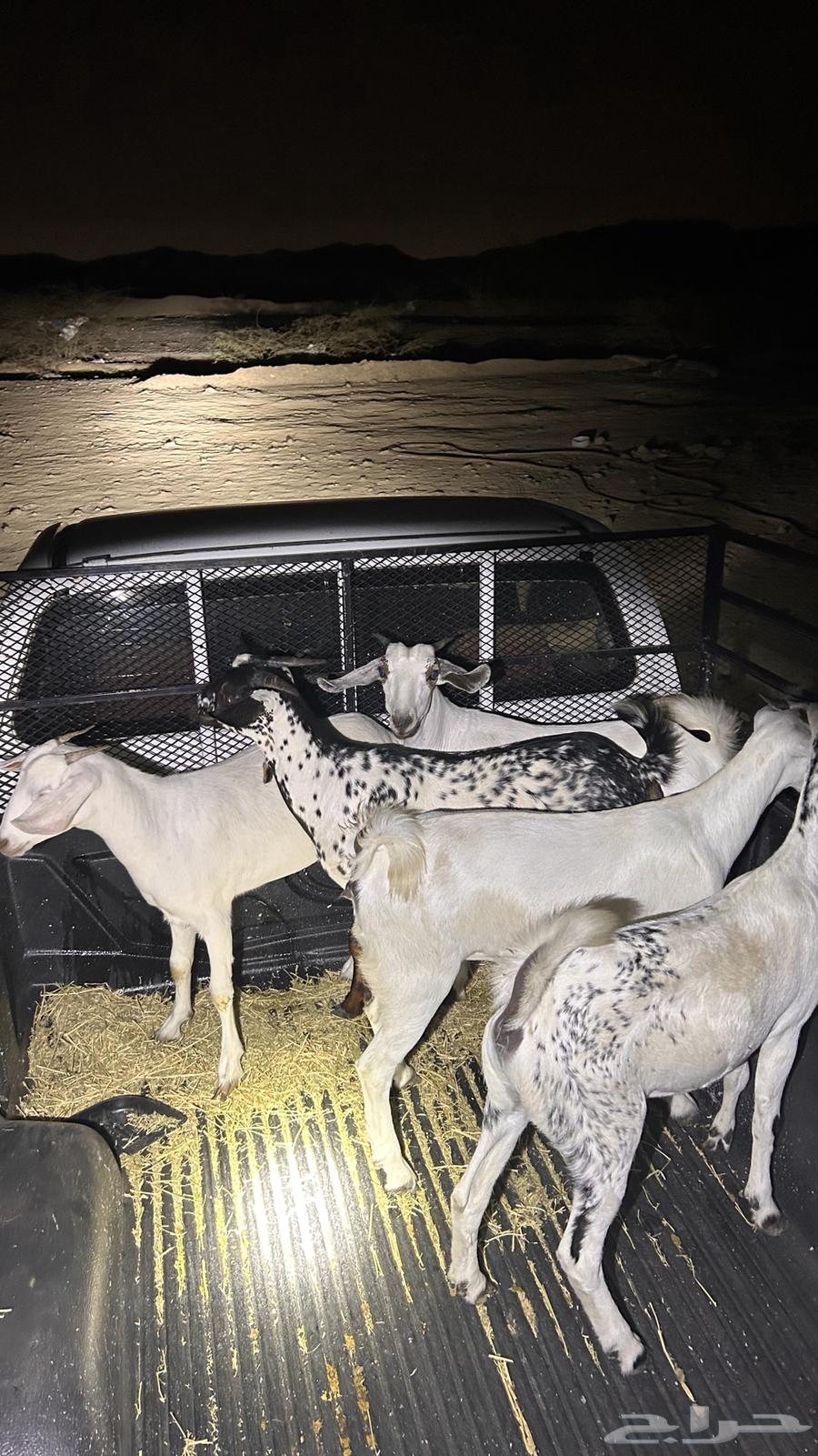 Jafar for sale, sold64141933316611110