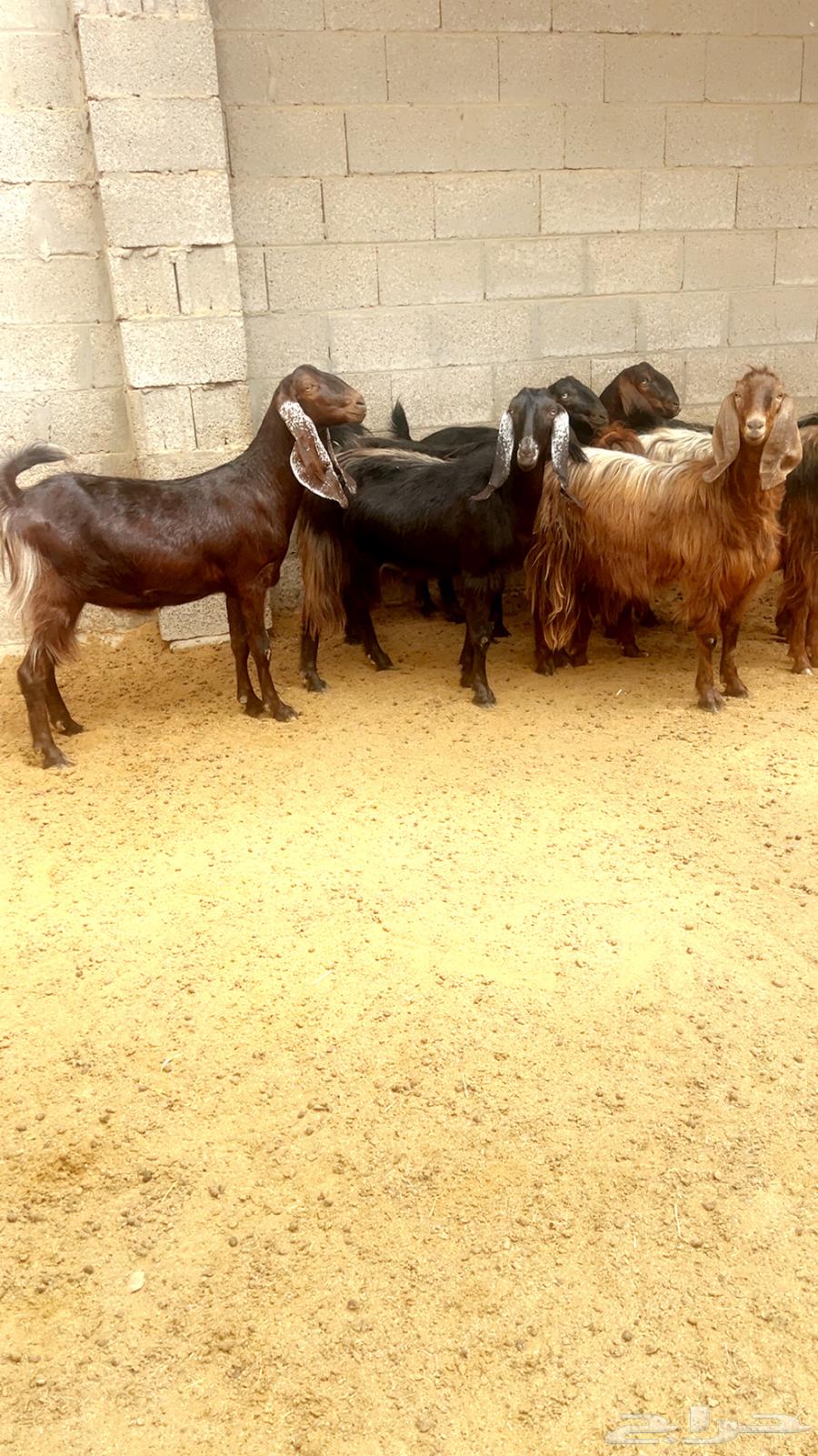 (Sold) Cypriot goats of a certain breed64141537330561110