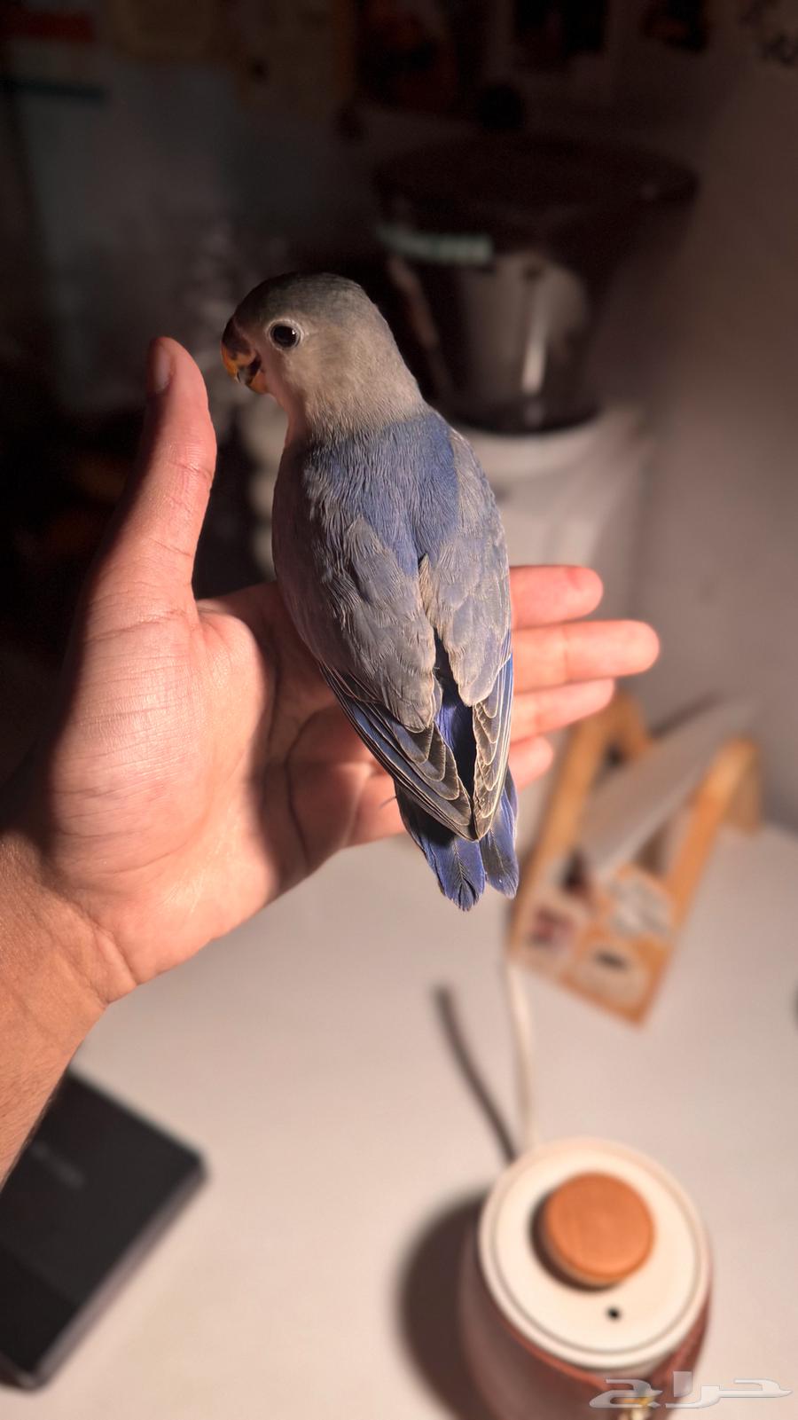 Rose-ringed parakeet, tame and playful64141925516803113