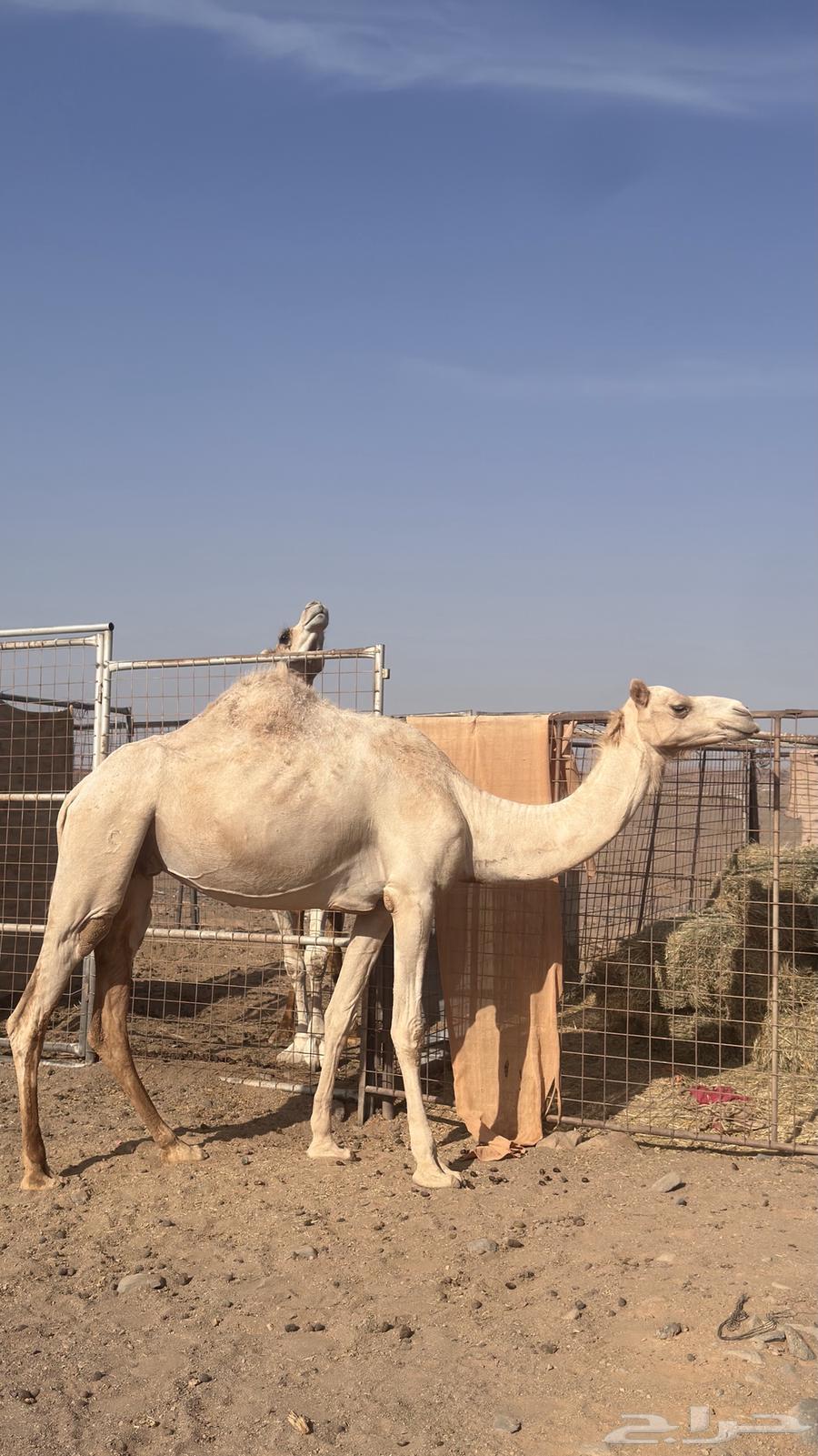 Camel for sale64141532982658111