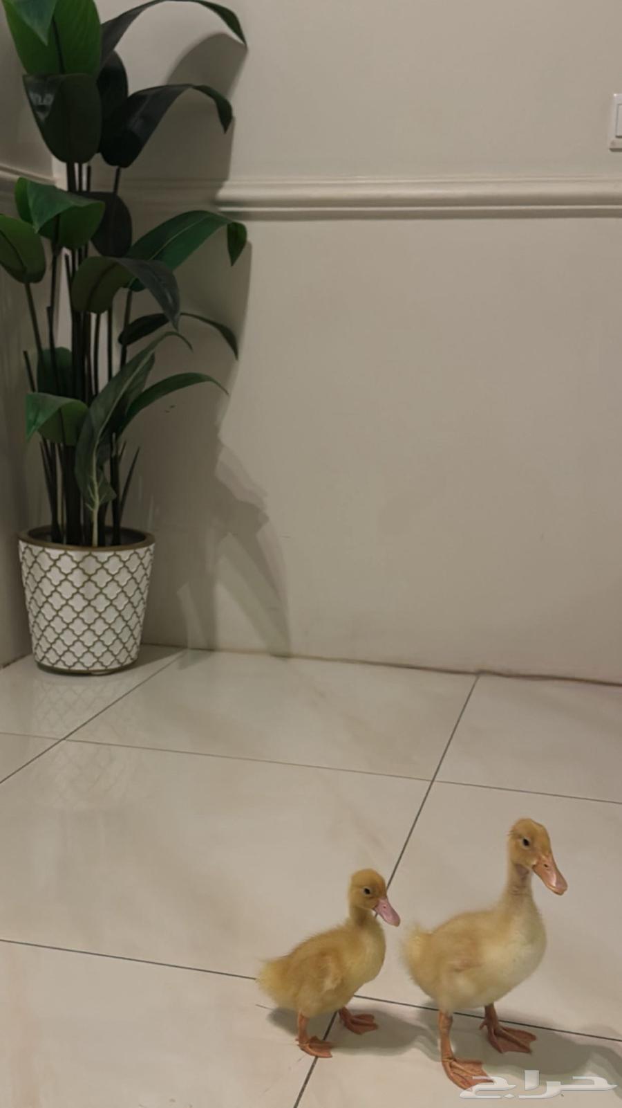 بطه64371788942977110