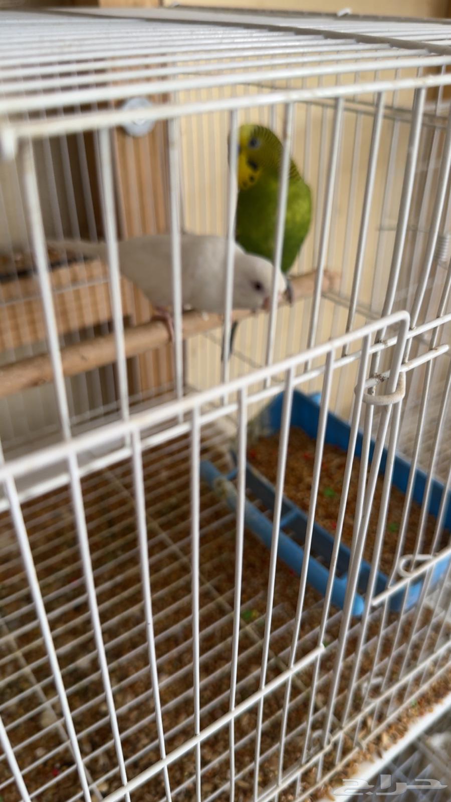 Budgie pairs for sale64129417878530114