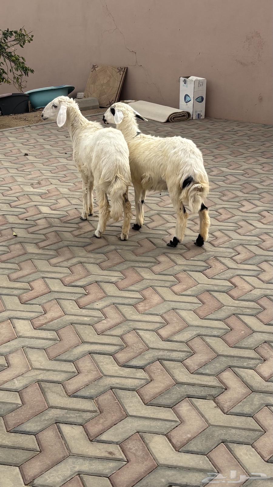 Two camels for sale, excellent64141544128769111