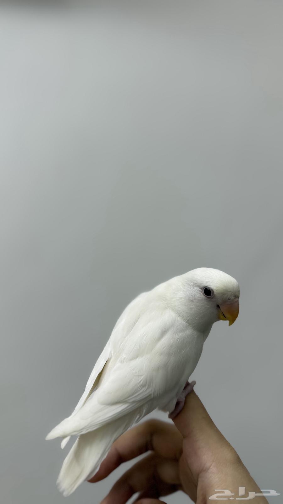 For sale Rose Albino Headed Bird64141913924738110