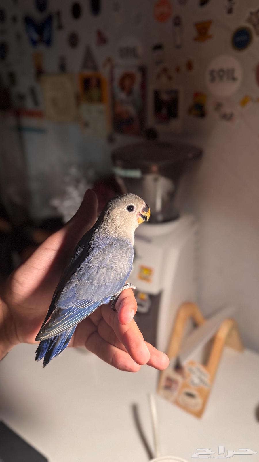 Rose-ringed parakeet, tame and playful64141925516803114