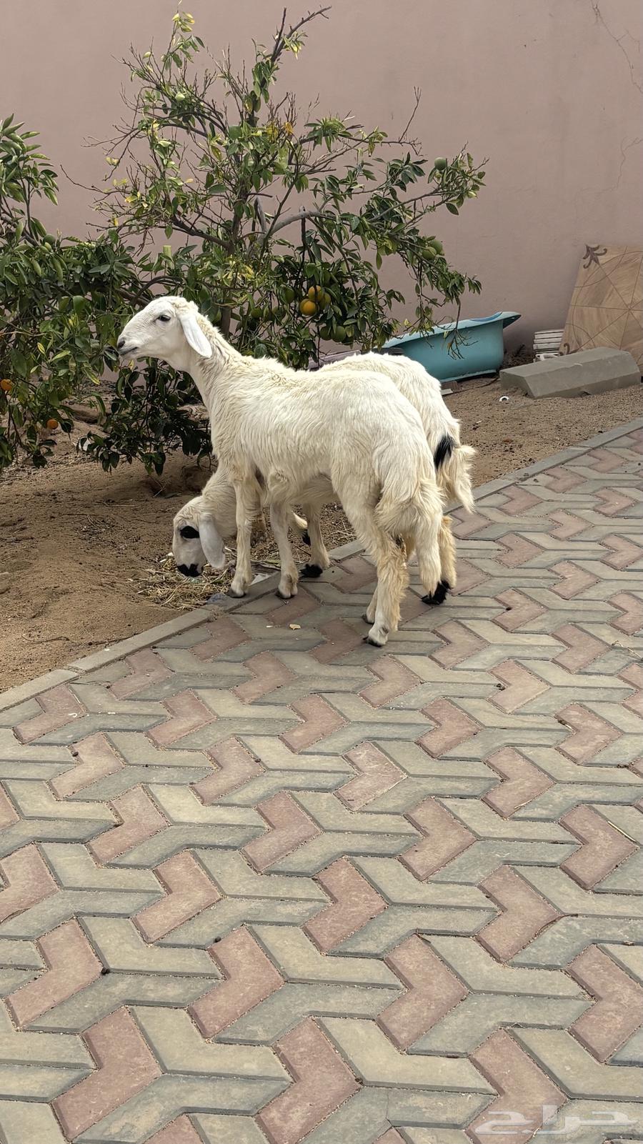 Two camels for sale, excellent64141544128769113